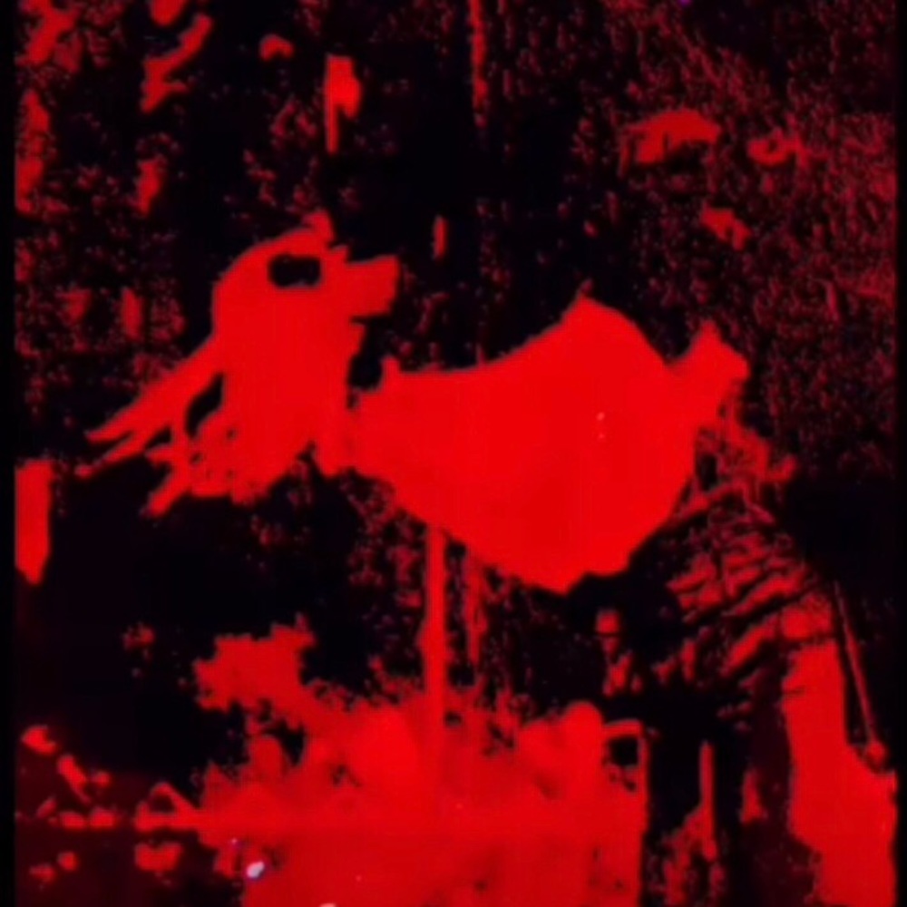 Meet your Posher, Darius